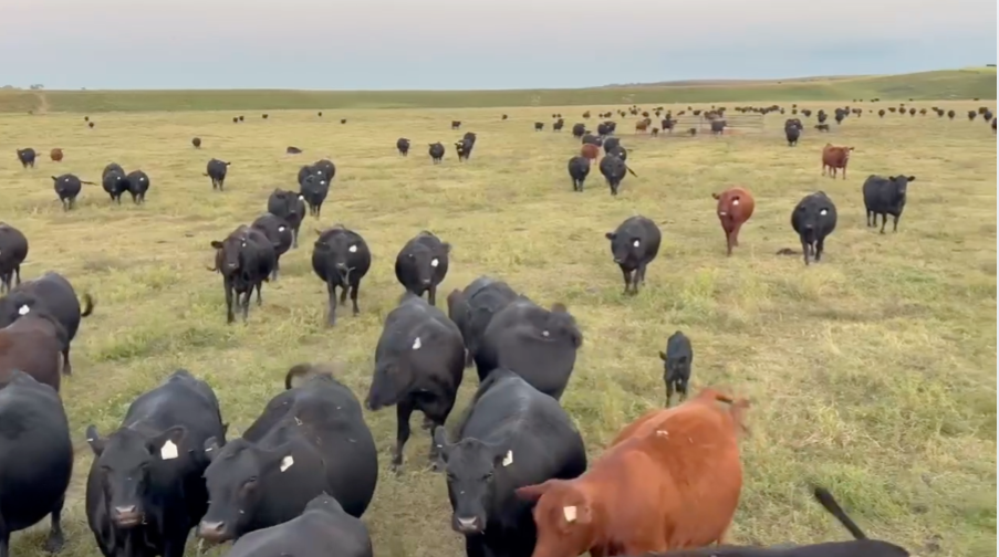 160 Head of Red and Black Angus Pairs- CP909B5